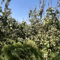 به درجه یک پیربکران|خوردنی و آشامیدنی|اصفهان, باغ دریاچه|دیوار