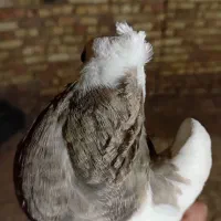 کفتر طوقی سینه کله نقش