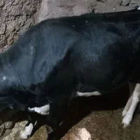 گاو سیمینتال