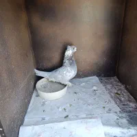 سرورنر سوسکی ماده گمشده|پرنده|نسیمشهر, |دیوار