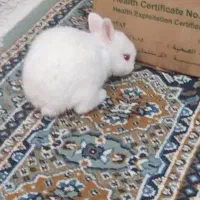 خرگوش|موش و خرگوش|بندر ماهشهر, |دیوار