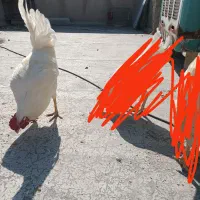 یک عدد خروس گلین سفید