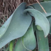 والک ( زبان محلی کنگ)