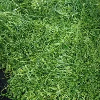 سبزی خورد شده و پاک شده|خوردنی و آشامیدنی|قم, علی آباد|دیوار