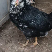 نیمچه گلین|حیوانات مزرعه|اصفهان, زهران|دیوار