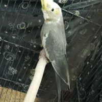 عروس هلندی به شرط سالمی میدم|پرنده|قم, سراجه (۱۵ خرداد)|دیوار