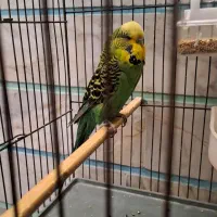 مرغ عشق هلندی