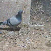 کبوتر پلاکی ماده ثبتی|پرنده|اسلامآباد غرب, |دیوار