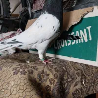 کبوتر کله سیاه ماده|پرنده|تاکستان, |دیوار