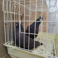 ۱جفت زاغ ابادانی وزنگی معاوضه بایجفت توق سفیدموشی