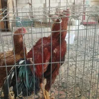 مرغ وخروس لاری