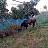 گاو محلی شکم دار|حیوانات مزرعه|رحیم‌آباد, |دیوار