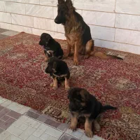 سگ ژرمن|سگ|اراک, |دیوار