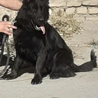 ژرمن شپرد شولاین