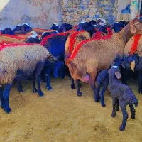 45 میش افشار آبستن جوان معاوضه با ماشین سواری|حیوانات مزرعه|رضویه, |دیوار