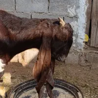 بز نر|حیوانات مزرعه|شادگان, |دیوار