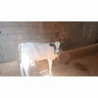 گوساله ماده|حیوانات مزرعه|مسجد سلیمان, |دیوار