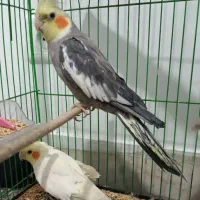 معاوضه طوطی عروس هلندی با طوطیسانان
