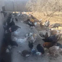 بوقلمون|حیوانات مزرعه|نیریز, |دیوار