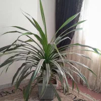 گل طبیعی