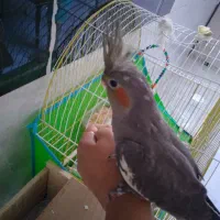 طوطی عروس ۵ماهه