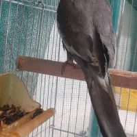 عروس هلندی|پرنده|قوچان, |دیوار