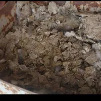 کود کفتر|گل و گیاه طبیعی|کرمان, |دیوار