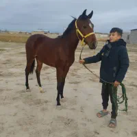 کره اسب مادیون۱۸ماهه‌ترکمن