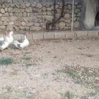 غاز