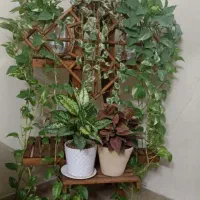 کنج خانه گل و گیاه به همراه پایه بزار