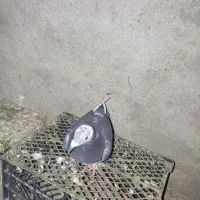 کبوتر‌مسافتی|پرنده|تاتار علیا, |دیوار