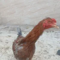 جوجه خروس ۵ ماه