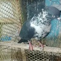 کبوتر|حیوانات|سنگر, |دیوار