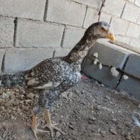 جوجه خروس لاری