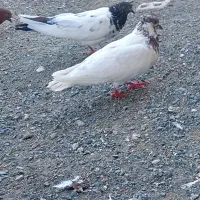 پرنده جفت کفتر کله ای|پرنده|کهنوج, |دیوار