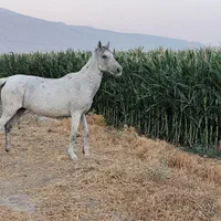 دوتااسب مادیون  یکیش  آبستن