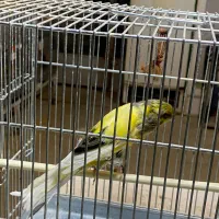 قناری نر رسمی بلند