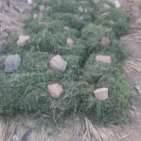 بیده سردسیری