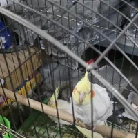 عروس هلندی مولد