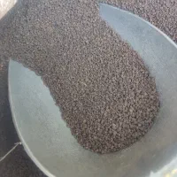 چای کله مورچه ای هندوستان