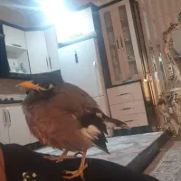 مینا سخنگو فول دستی