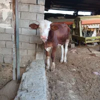 گوساله.|حیوانات مزرعه|لالی, |دیوار