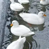 اردک کال سفید