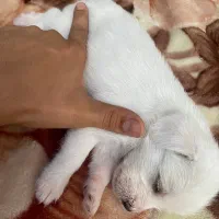 توله سگ