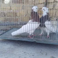 کبوتر طوقی وسرور
