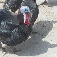 ی عددبوقلمون نروی ماده