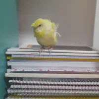 کوتوله و مرغ عشق