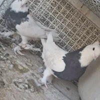 کیوتر تهرونی یا شیخ شیرازی|پرنده|شیراز, وزیرآباد|دیوار