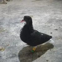 کبوتر|پرنده|نیشابور, مازول|دیوار