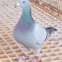 کبوتر مسافتی